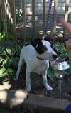 To Litter Fargo - ADOPTED 10.07.15