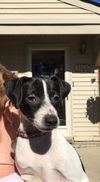 To Litter Fedora - ADOPTED 10.25.15
