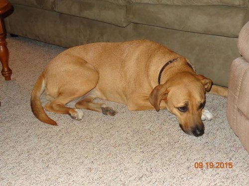 Angeline - ADOPTED-10.2.15