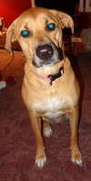 Angeline - ADOPTED-10.2.15