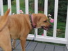 Angeline - ADOPTED-10.2.15