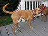 Angeline - ADOPTED-10.2.15