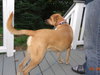 Angeline - ADOPTED-10.2.15
