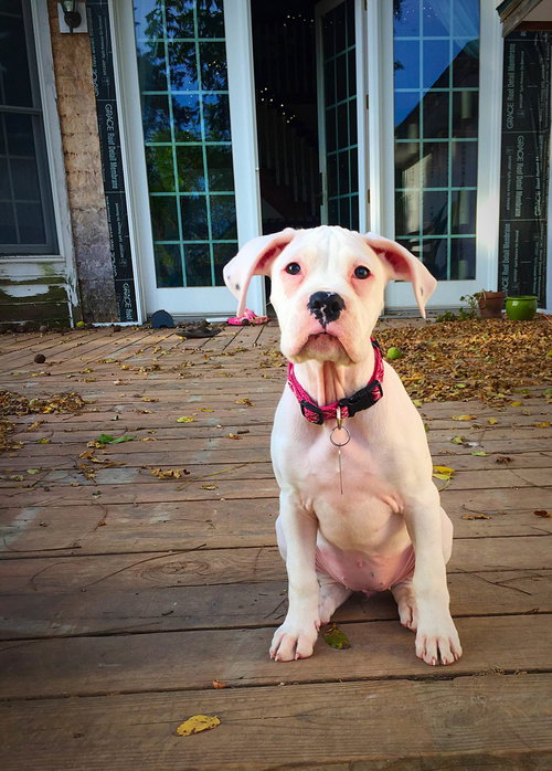 Blaire - ADOPTED 11.17.15