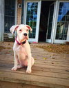 Blaire - ADOPTED 11.17.15