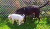 Blaire - ADOPTED 11.17.15