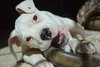 Blaire - ADOPTED 11.17.15