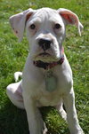Blaire - ADOPTED 11.17.15