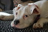 Blaire - ADOPTED 11.17.15