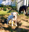 Blaire - ADOPTED 11.17.15