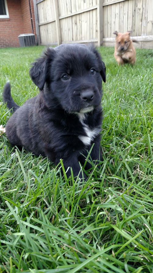 Uo Litter Gonzo - ADOPTED 10.08.15