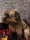 Scruffy Dog - ADOPTED-11.13.15