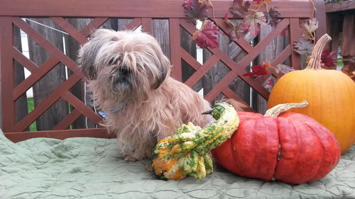 Miss Ruth - ADOPTED 11.06.15