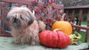 Miss Ruth - ADOPTED 11.06.15