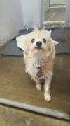 Ivory - ADOPTED 12.16.15