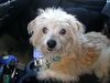 Ivory - ADOPTED 12.16.15
