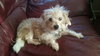 Ivory - ADOPTED 12.16.15