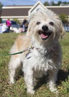 Ivory - ADOPTED 12.16.15