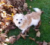 Ivory - ADOPTED 12.16.15