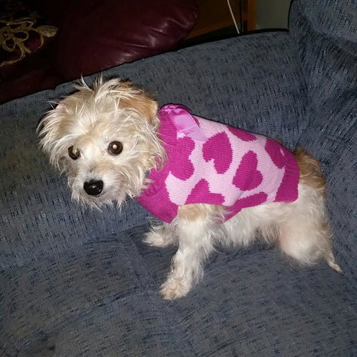 Ivory - ADOPTED 12.16.15
