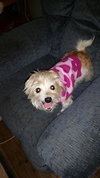 Ivory - ADOPTED 12.16.15