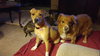 Freebird - ADOPTED 05.28.16