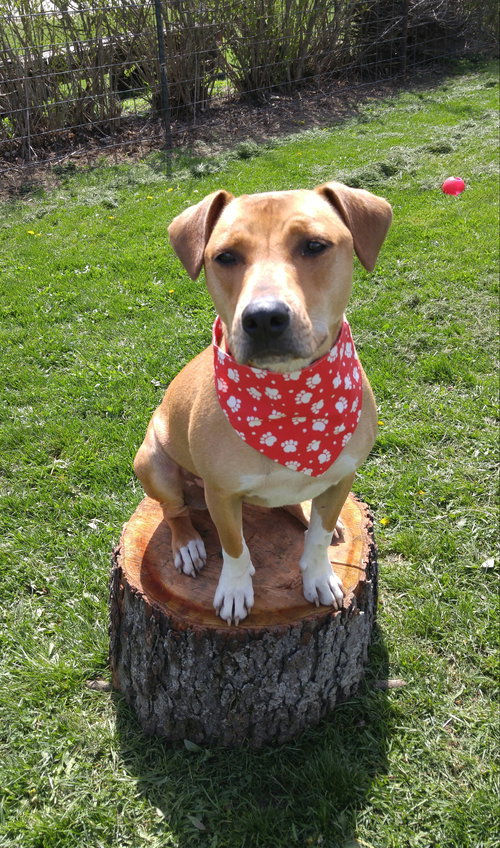 Freebird - ADOPTED 05.28.16