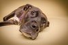 Asia - ADOPTED 01.28.16