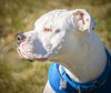 Killian - ADOPTED 11.4.15