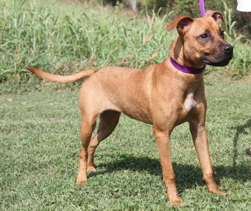 Blondie - ADOPTED-10.28.15