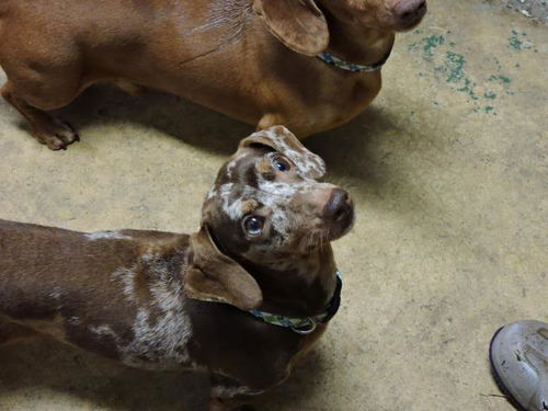 Vo - Dash (bonded pair) - ADOPTED-12.19.15