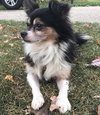 Cid - ADOPTED-11.11.15