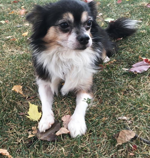 Cid - ADOPTED-11.11.15