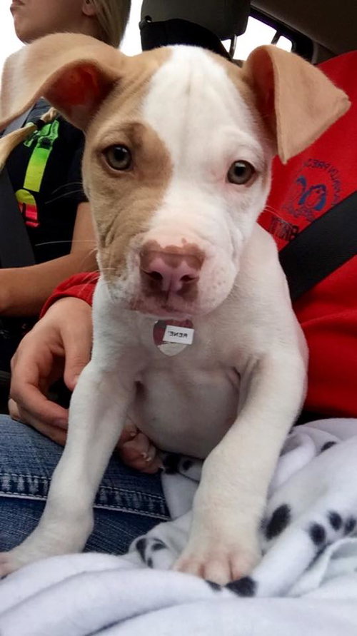 Stubby - ADOPTED 11.21.15