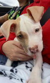 Stubby - ADOPTED 11.21.15