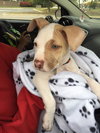 Stubby - ADOPTED 11.21.15