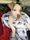 Stubby - ADOPTED 11.21.15