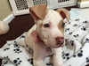 Stubby - ADOPTED 11.21.15