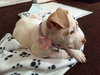 Stubby - ADOPTED 11.21.15