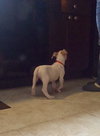 Stubby - ADOPTED 11.21.15