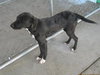 Spooky - ADOPTED-11.15.15