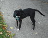 Spooky - ADOPTED-11.15.15