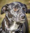 Spooky - ADOPTED-11.15.15