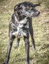 Spooky - ADOPTED-11.15.15