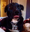 Spooky - ADOPTED-11.15.15