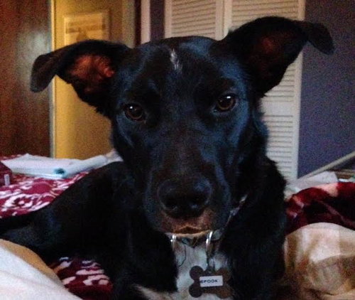 Spooky - ADOPTED-11.15.15
