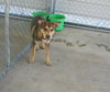 Teeko - ADOPTED-12.7.15