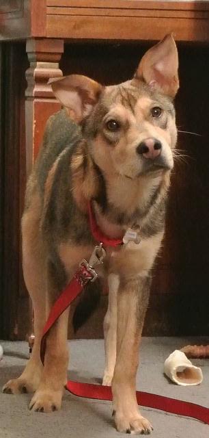 Teeko - ADOPTED-12.7.15