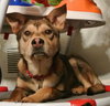 Teeko - ADOPTED-12.7.15
