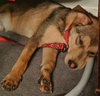 Teeko - ADOPTED-12.7.15